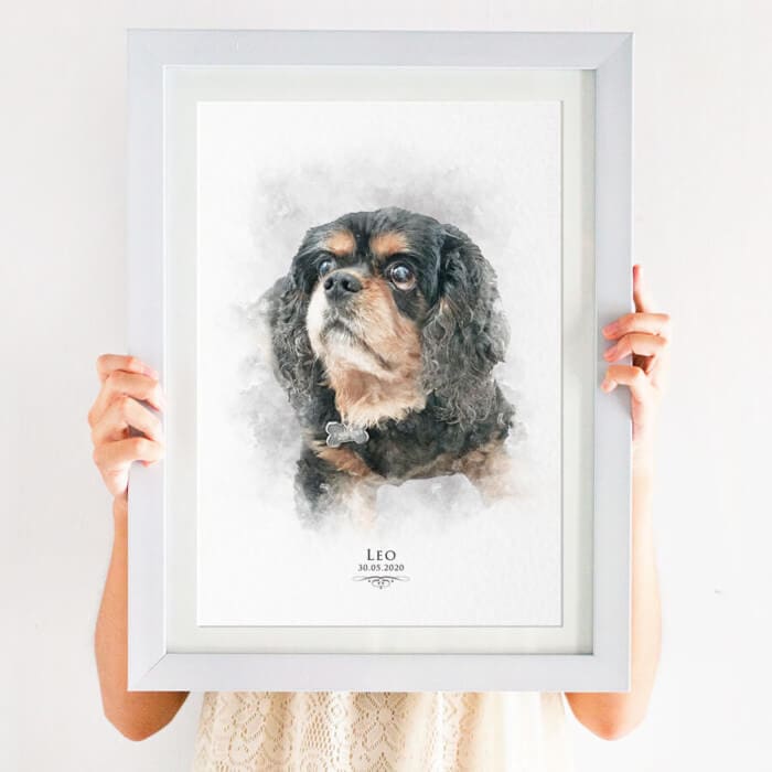 spaniel pet portrait