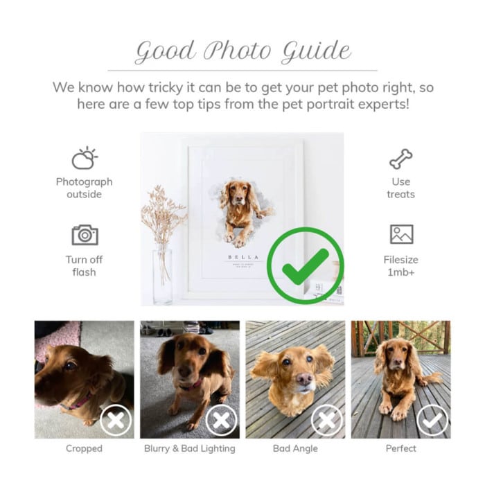 Good Photo Guide Pet Portraits