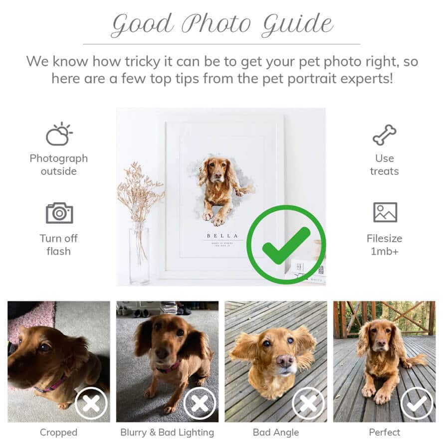 how to photograph your pet