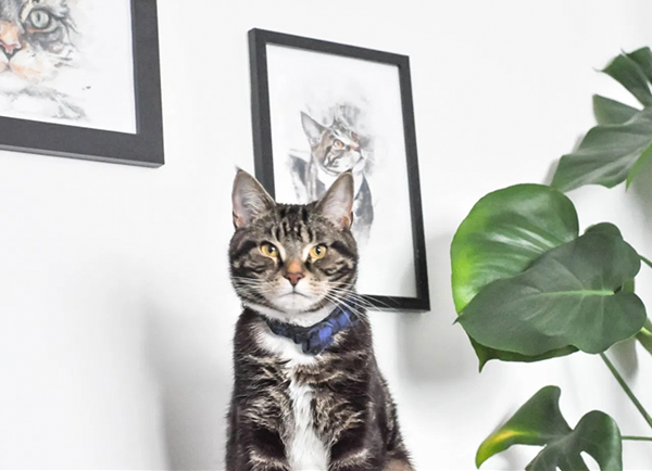 cat portrait review