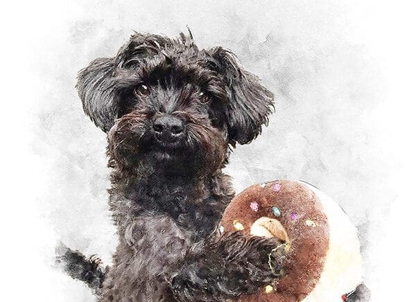 nessie-pet-portrait-review pet portrait review