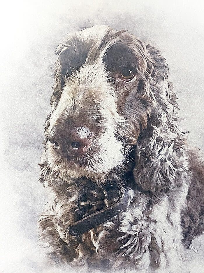 Dog Portraits uk