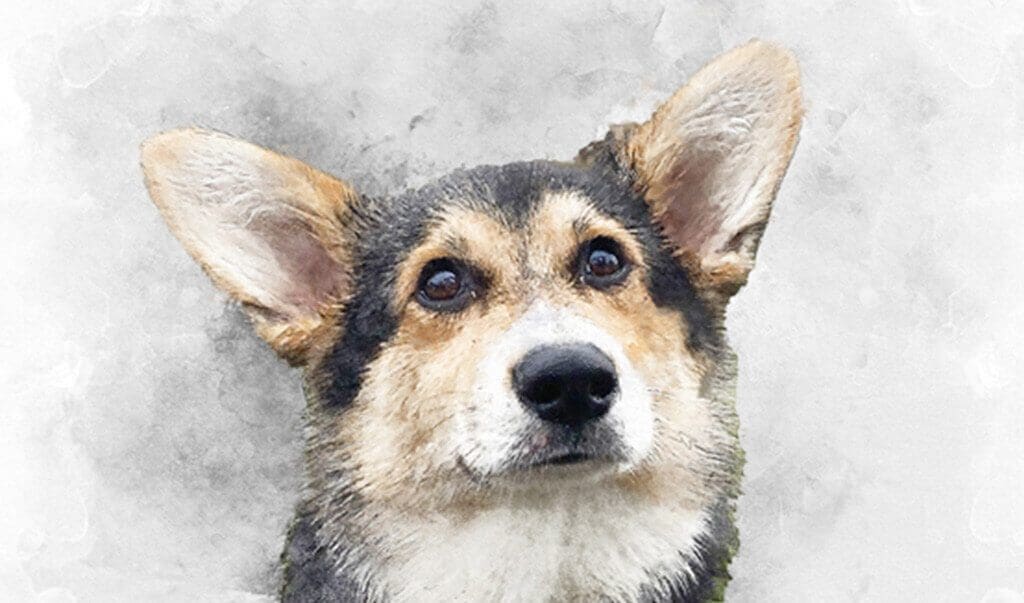 Dog portraits created from photographs