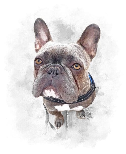 pet portraits example