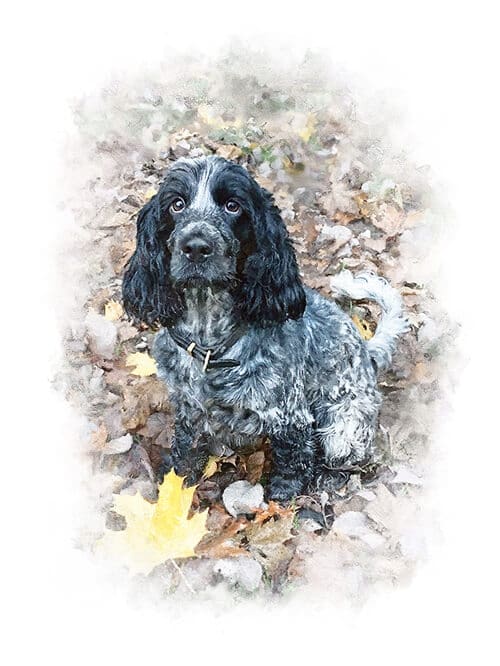 dog portrait