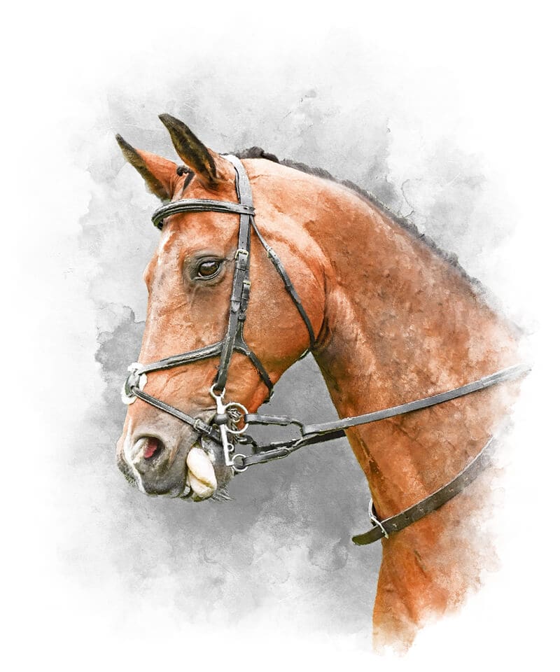 horse portrait