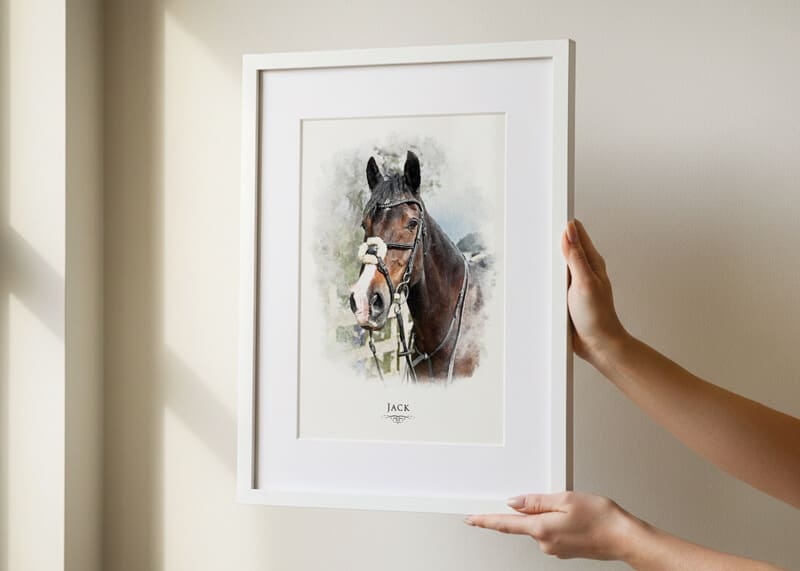 Pet Portraits