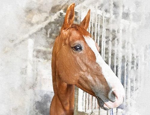 Horse Memorial Portrait from Photo