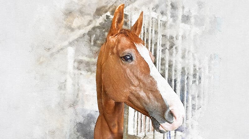Horse Memorial Portrait