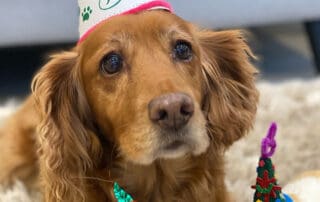 How to Choose the Best Photo for a Dog Portrait