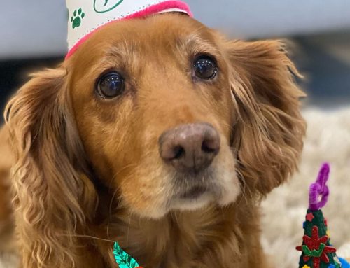 How to Choose the Best Photo for a Dog Portrait