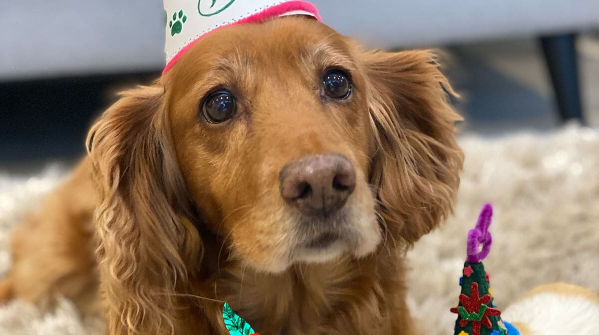 How to Choose the Best Photo for a Dog Portrait