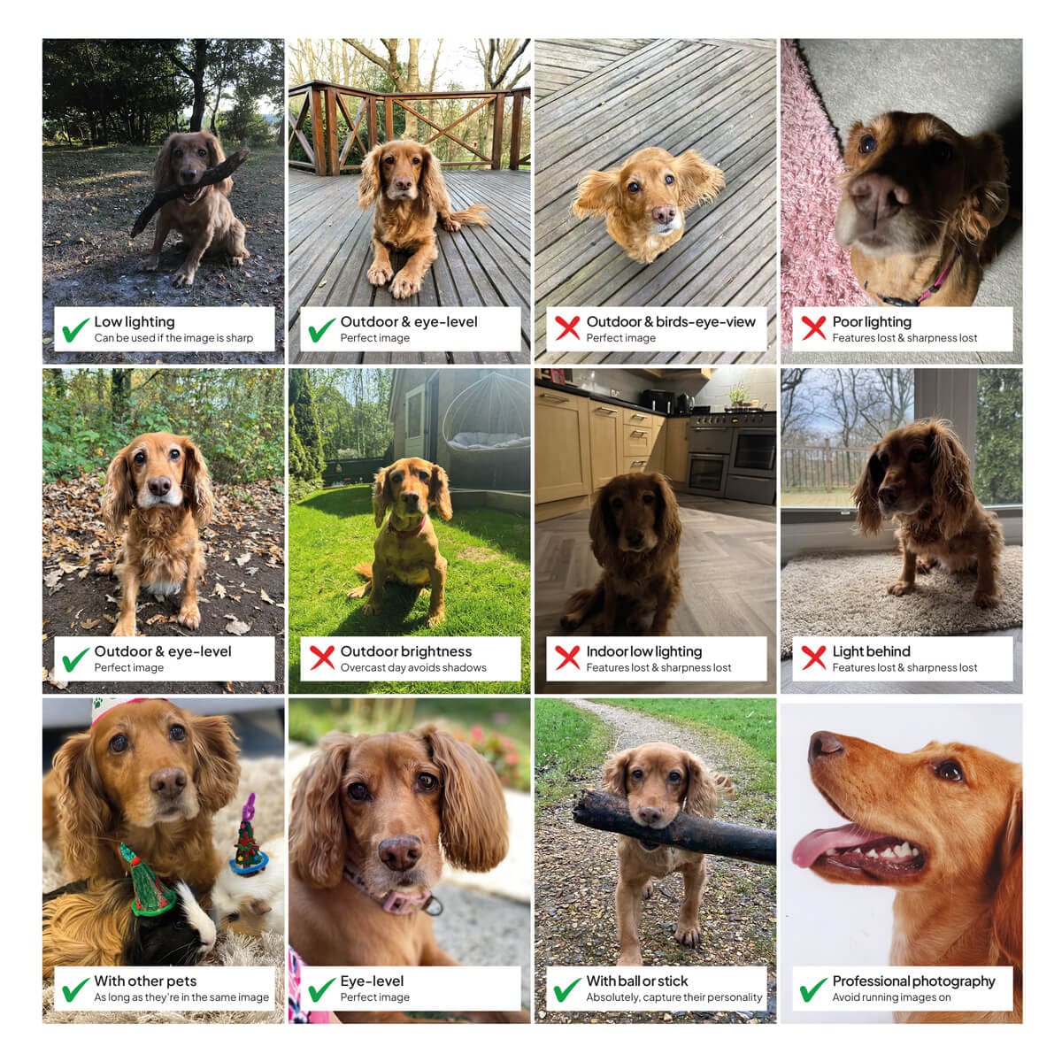 pet-portrait-photo-guide pet portrait photo guide